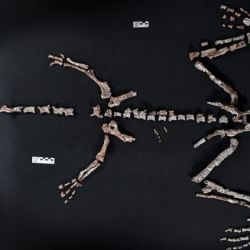 Es uno de los dinosaurios más antiguos del mundo encontrados hasta el presente.