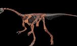 Encuentran a uno de los dinosaurios más antiguos del mundo en la precordillera riojana
