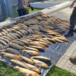 Los operativos tuvieron como resultado el decomiso de casi un centenar de redes de pesca, al tiempo que se vieron afectadas especies como sábalos, dorados y surubíes. 