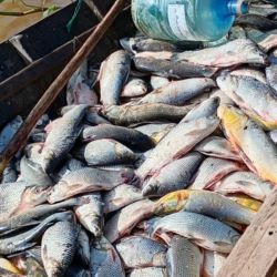 Los operativos tuvieron como resultado el decomiso de casi un centenar de redes de pesca, al tiempo que se vieron afectadas especies como sábalos, dorados y surubíes. 