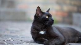 Halloween y supersticiones: la verdad sobre los gatos negros