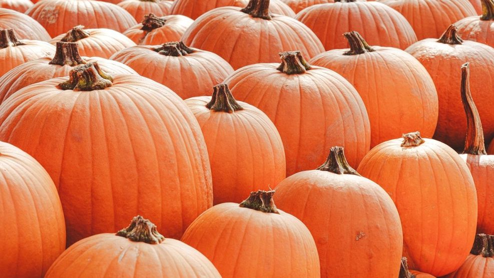 Este es el origen de las calabazas en Halloween