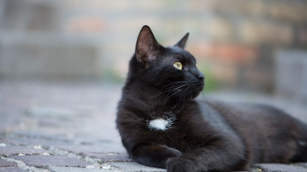 Halloween y supersticiones: la verdad sobre los gatos negros