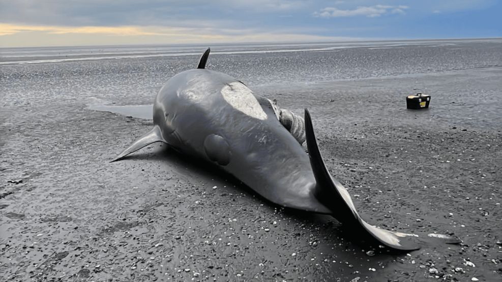 Orca varada en Tierra del Fuego