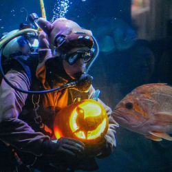 Imagen de un buzo mostrando una calabaza tallada a visitantes en un tanque gigante del Acuario de Vancouver, en Vancouver, Columbia Británica, Canadá. | Foto:Xinhua/Liang Sen