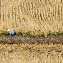 Vista aérea tomada con un dron de un agricultor preparándose para cosechar, en la ciudad de Mudanjiang, en la provincia de Heilongjiang, en el noreste de China. La cosecha de otoño en Heilongjiang, el principal productor de cereales de China, está en pleno apogeo. | Foto:Xinhua/Zhang Tao