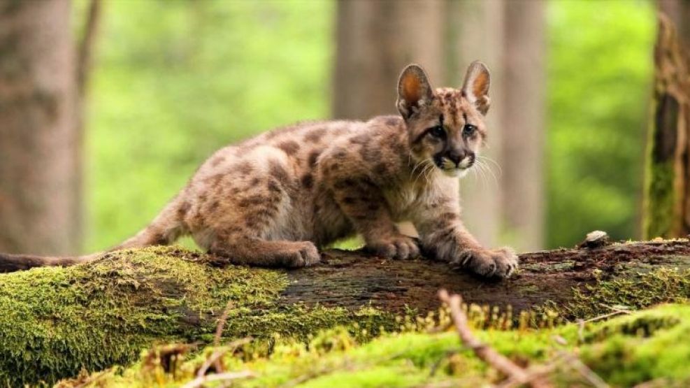 20-10-2025 cachorro de puma