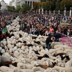 Rebaños de ovejas recorren el centro de Madrid durante el Festival de la Trashumancia. Cada año, los pastores guían rebaños de cientos de ovejas y cabras por las calles de Madrid en defensa de las históricas vías pecuarias y los antiguos derechos de pastoreo, cada vez más amenazados por la expansión urbana. | Foto:OSCAR DEL POZO / AFP