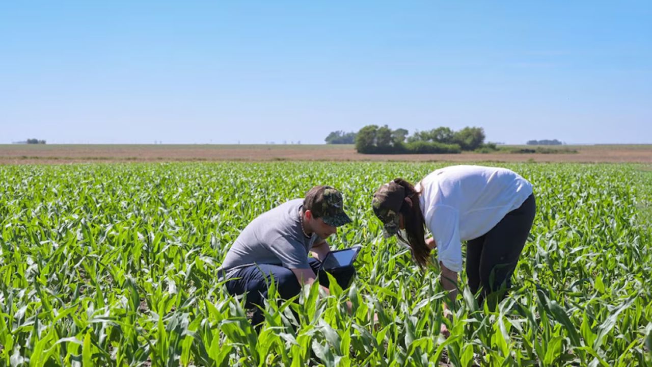 Trigo en cosecha, maquinaria en el campo