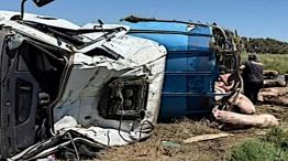 Chacabuco un camión que transportaba cerdos volcó 20251021