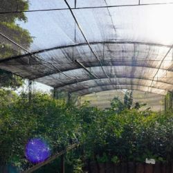 Esta movida también permitió recuperar 246 hectáreas de selva con más de 37 especies nativas,