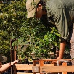 La plantación de 100.000 árboles se traduce en la recuperación de 246 hectáreas de selva.