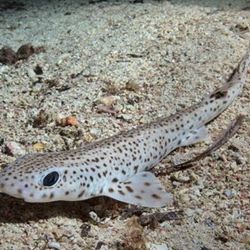  Aunque la Unión Internacional para la Conservación de la Naturaleza la clasifica entre las de preocupación menor, los registros muestran una disminución de su biomasa en las últimas décadas.