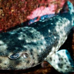  Aunque la Unión Internacional para la Conservación de la Naturaleza la clasifica entre las de preocupación menor, los registros muestran una disminución de su biomasa en las últimas décadas.