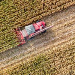 Vista aérea tomada con un dron de una segadora cosechando maíz, en la bandera frontal de Urad, en Bayannur, en la región autónoma de Mongolia Interior, en el norte de China. | Foto:Xinhua/Ma Jinrui