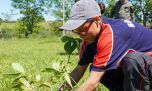 Misiones plantó 100.000 árboles nativos para restaurar un ecosistema amenazado