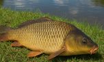 Pesca de carpas en Canal 16: un auto 0 Km y premios millonarios 