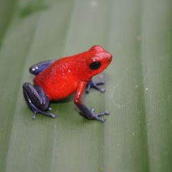 Costa Rica ofrece un compendio de actividades para todos los gustos. Sólo hace falta ir a descubrirlas.