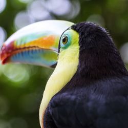 Costa Rica ofrece un compendio de actividades para todos los gustos. Sólo hace falta ir a descubrirlas.