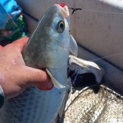 Mar Chiquita picó en punta entre los destinos más rendidores. Aprovechando condiciones acordes, los guías Julio y Manuel Giuliani ya meten grandes capturas.