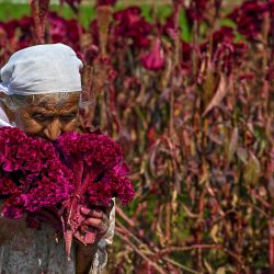 Un agricultor cosecha flores de cresta de gallo, conocidas localmente como mawal, en un campo de Srinagar, India.. Esta vibrante flor cumple la doble función de planta ornamental y de ingrediente culinario preciado en las cocinas cachemires. | Foto:TAUSEEF MUSTAFA / AFP