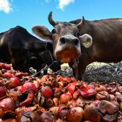 Vacas comiendo granadas en una granja de la localidad de Tebourba, a unos 30 kilómetros al oeste de Túnez. | Foto:FETHI BELAID / AFP