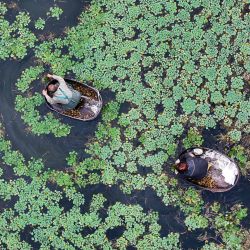 Vista aérea tomada con un dron de agricultores cosechando castañas de agua, en la aldea de Quanxin del poblado de Donglin en la provincia de Zhejiang, en el este de China. | Foto:Xinhua/He Weiwei