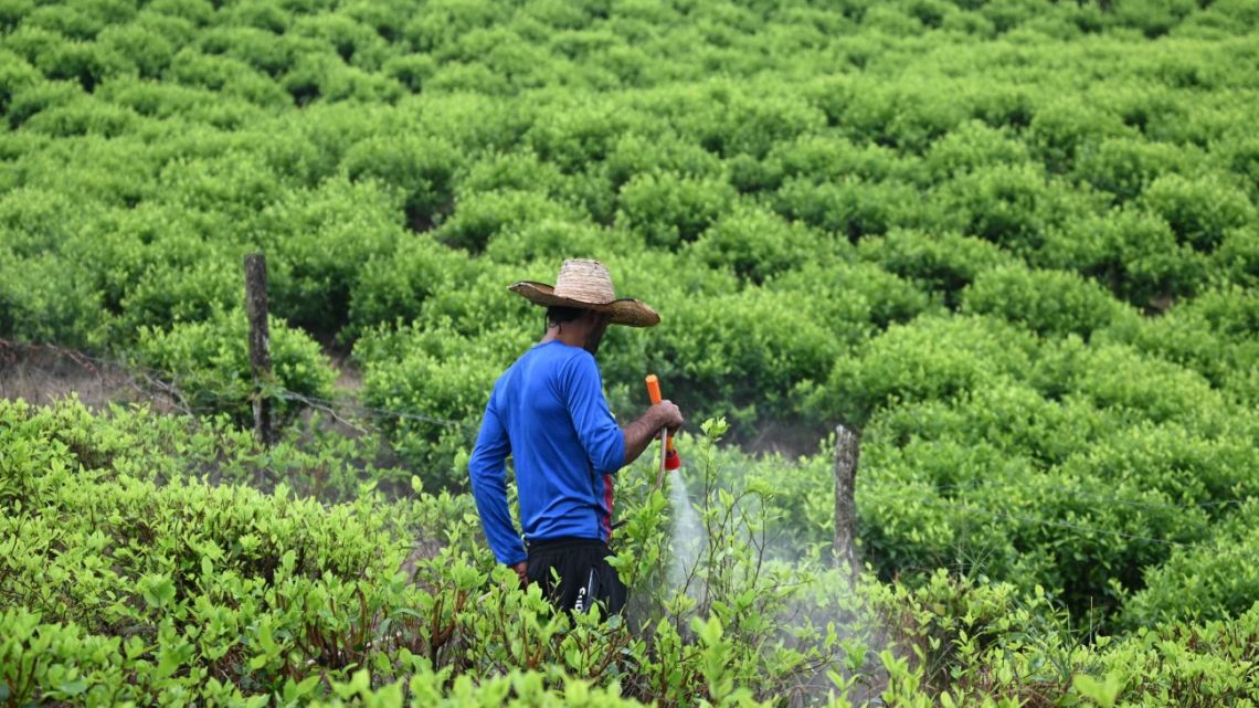A coca farmer works at a coca crop in Micay Canyon, a mountainous area and Central General Staff (EMC) stronghold in Cauca Department, southwestern Colombia, on March 25, 2024.