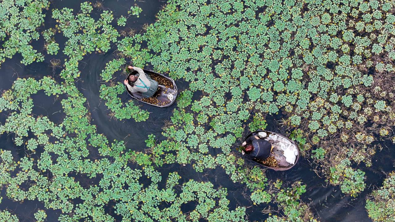 Vista aérea tomada con un dron de agricultores cosechando castañas de agua, en la aldea de Quanxin del poblado de Donglin en la provincia de Zhejiang, en el este de China. | Foto:Xinhua/He Weiwei