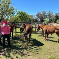 SANAR DESDE EL ALMA CON CABALLOS