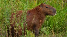 Crueldad sin límites: un carpincho está al borde de la muerte tras ser atacado a golpes.