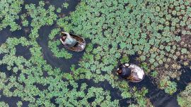 Vista aérea tomada con un dron de agricultores cosechando castañas de agua, en la aldea de Quanxin del poblado de Donglin en la provincia de Zhejiang, en el este de China.