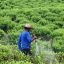 US strikes fail to stop Colombia’s drug trade – an explainer