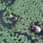 Fotogaleria Vista aérea tomada con un dron de agricultores cosechando castañas de agua, en la aldea de Quanxin del poblado de Donglin en la provincia de Zhejiang, en el este de China.