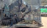 Rescatan a 18 aves autóctonas del tráfico ilegal entre Catamarca y Mendoza