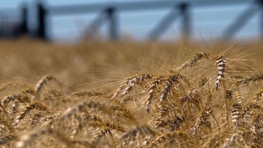 Luis Machado: “El trigo muestra rendimientos por encima del promedio”