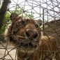 Comenzó la misión de emergencia para salvar a más de 60 animales de un zoológico clausurado