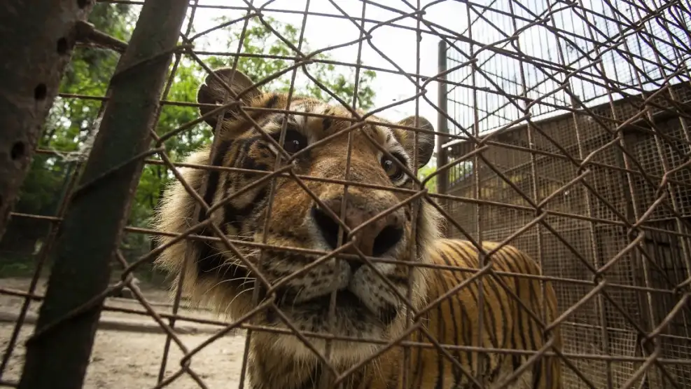Comenzó la misión de emergencia para salvar a más de 60 animales de un zoológico clausurado Comenzó la misión de emergencia para salvar a más de 60 animales de un zoológico clausurado