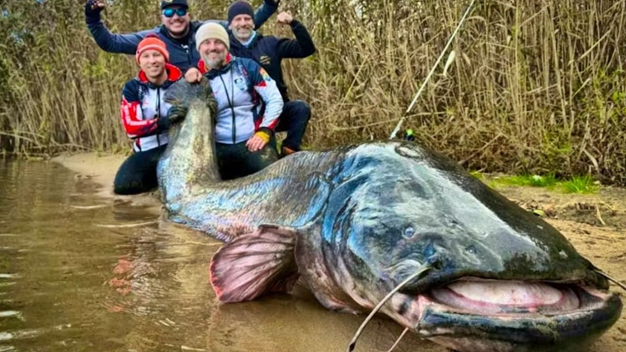 Siluro Un pique increíble: pescaron el siluro más grande del mundo | Weekend
