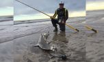 Comienza la temporada de tiburones con las primeras marcas de cazones en Pehuen Có