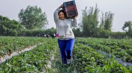 261025_campo_mujer_cosecha_mujer_trabajo_cedoc_g