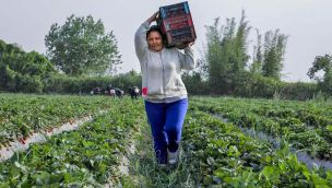 261025_campo_mujer_cosecha_mujer_trabajo_cedoc_g