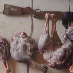 Las autoridades incautaron una gran cantidad de carne de jabalí y de ñandú.