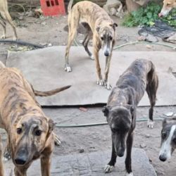 Los cazadores furtivos usaban galgos para atrapar a sus presas. 