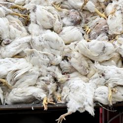 Aves de corral muertas se depositan en un contenedor tras ser sacrificadas en una granja de Neutrebbin, al este de Alemania. Foto de RALF HIRSCHBERGER / AFP  | Foto:AFP