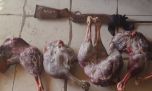 Desarticularon una red de cazadores furtivos en Bahía Blanca