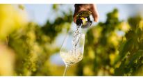 Vinos de bajo alcohol y sin alcohol: la nueva frontera del consumo consciente