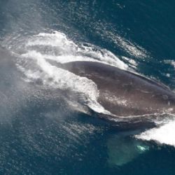 La especie está al borde del peligro de extinción.