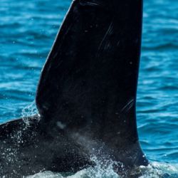 El motivo de esta alarmante declinación poblacional en el norte es el gran número de ballenas que mueren cada año por colisiones con barcos y por enmallamientos en artes de pesca