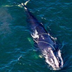 Es una de las ballenas más raras del planeta.